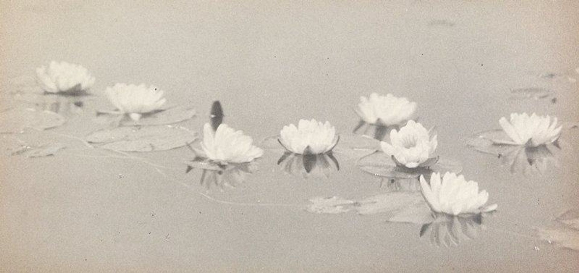 Untitled [Water Lilies] by William B. Post