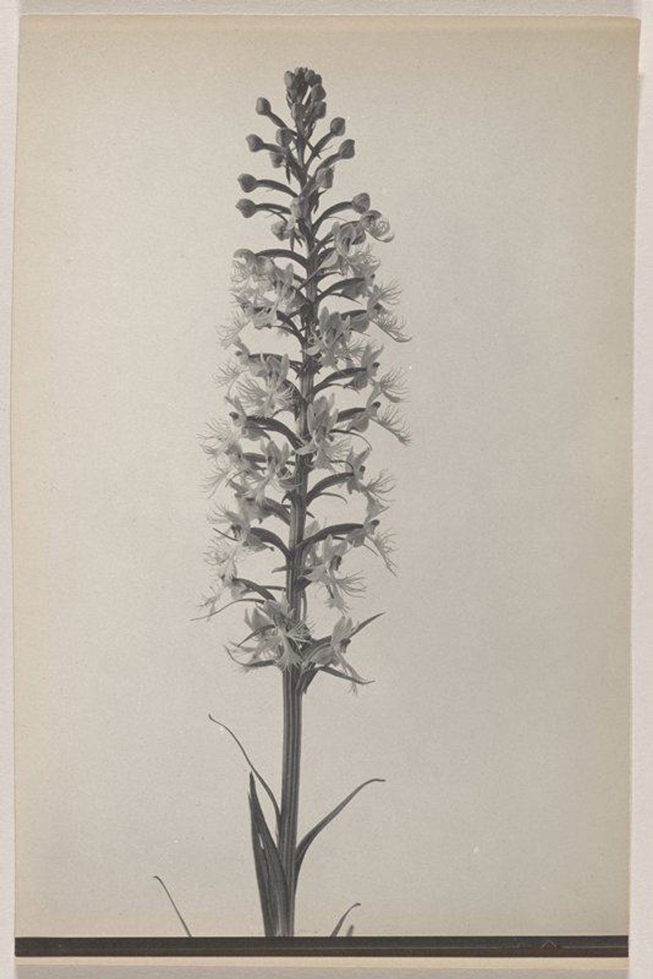 Habenaria Andrewsii- Andrew's Rose Purple Orchid by Edwin Hale Lincoln