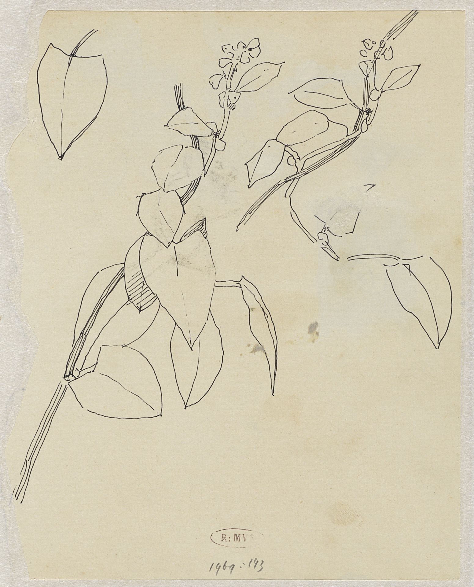 Plantenstudies by Theo Nieuwenhuis