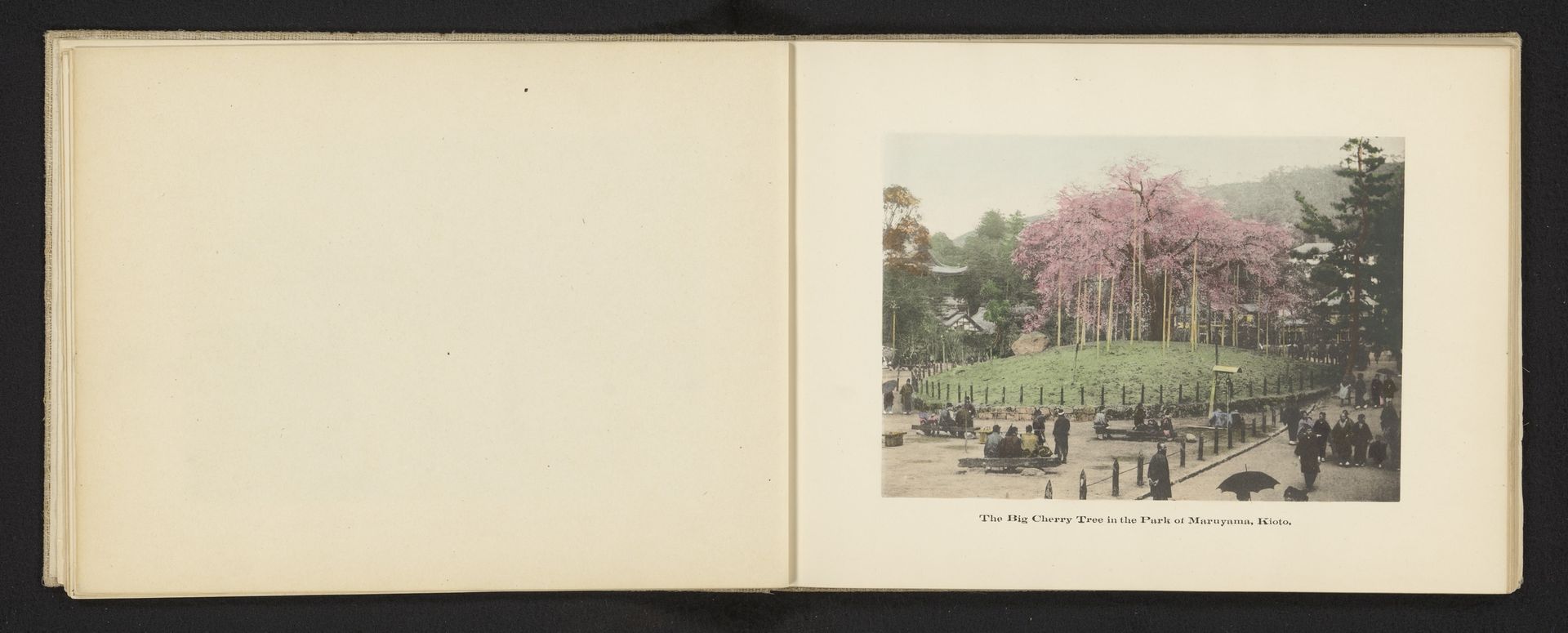 Gezicht op een kersenbloesem in het Maruyamapark in Kyoto by Kōzaburō Tamamura