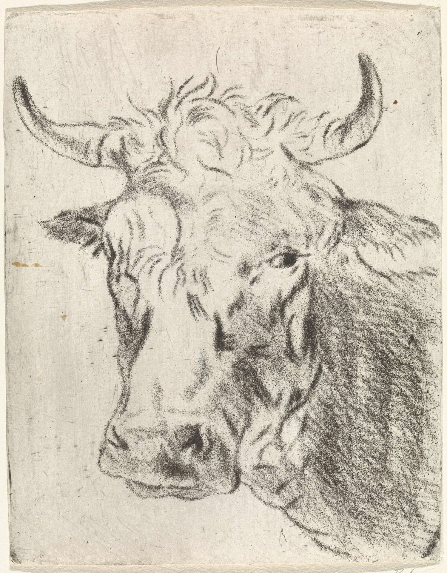 Ossenkop, naar links by Pieter Janson
