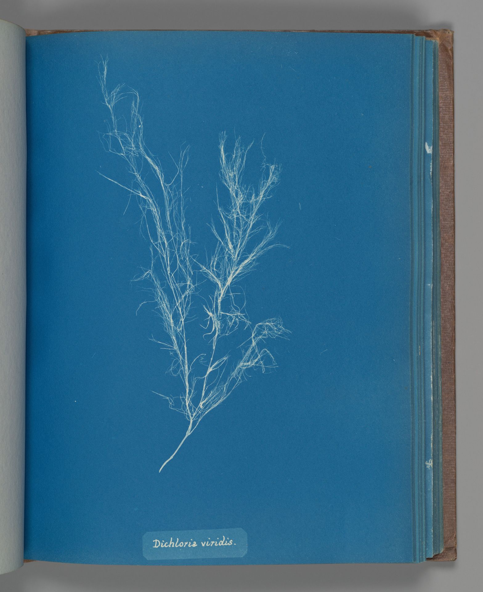 Dichloria viridis by Anna Atkins