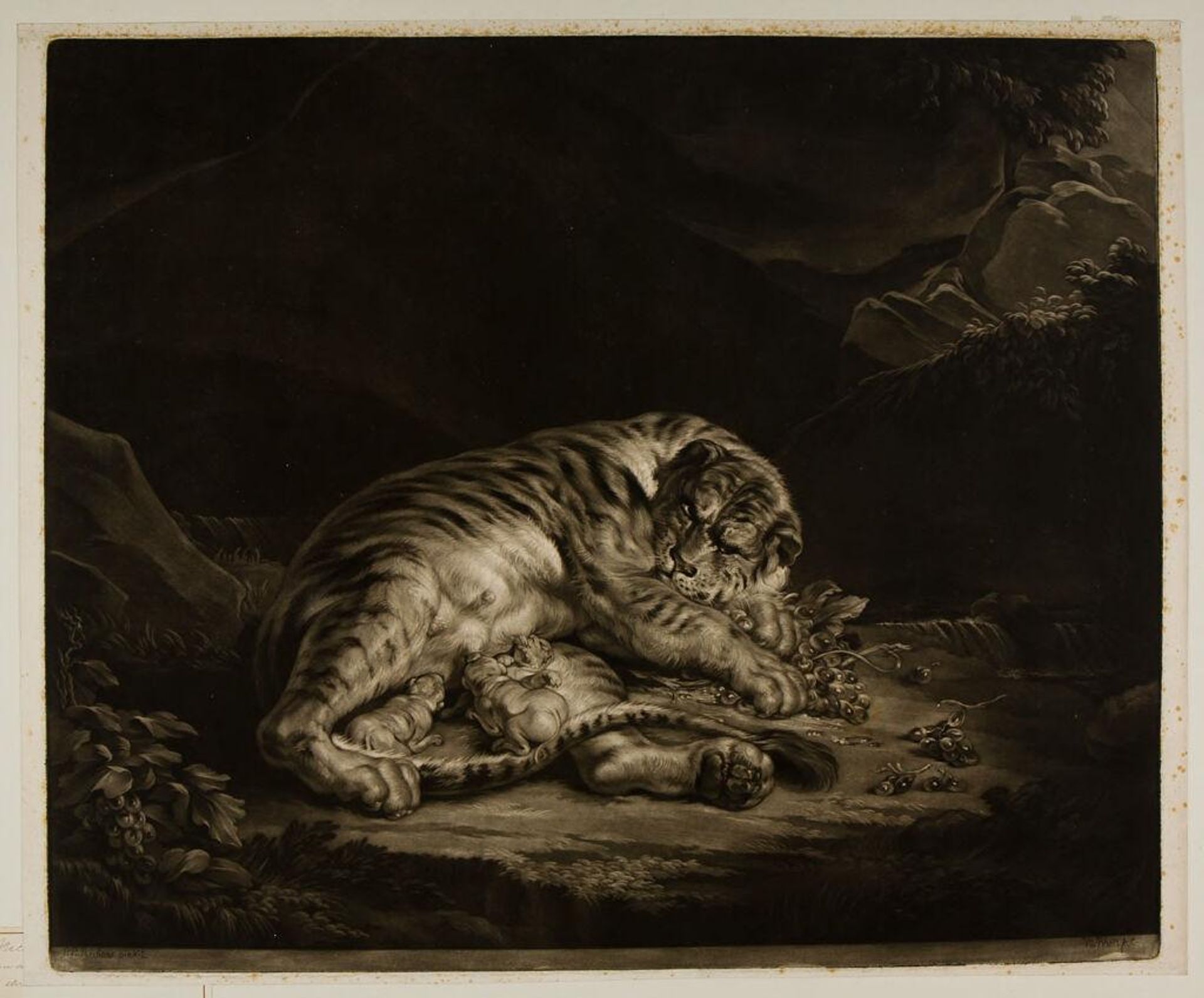 Tigress and Three Cubs by Nicolaus Rhein