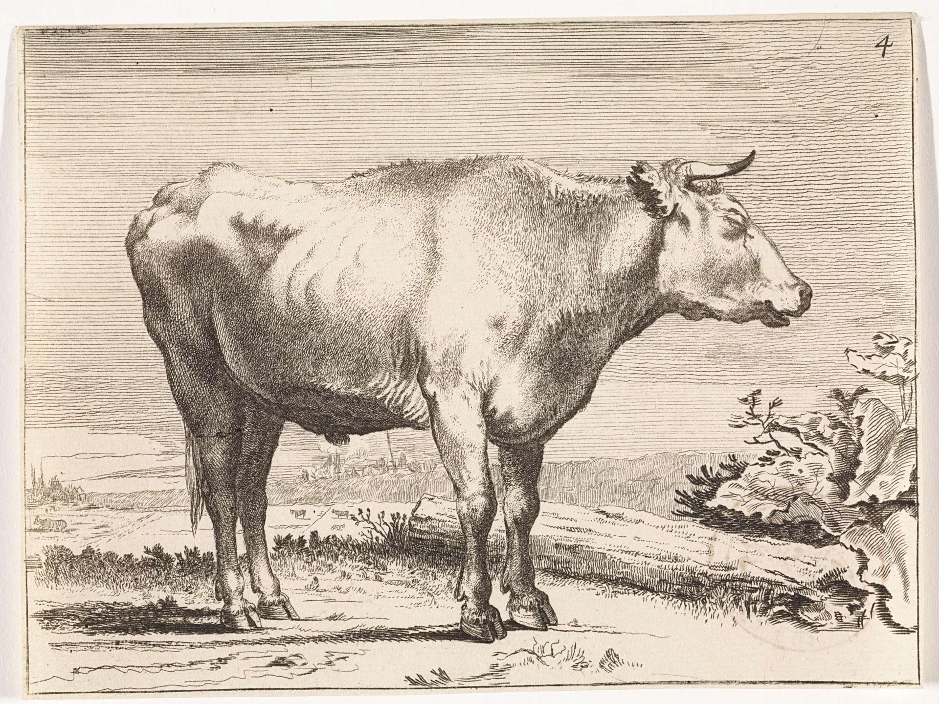 Staande os, naar rechts by Paulus Potter