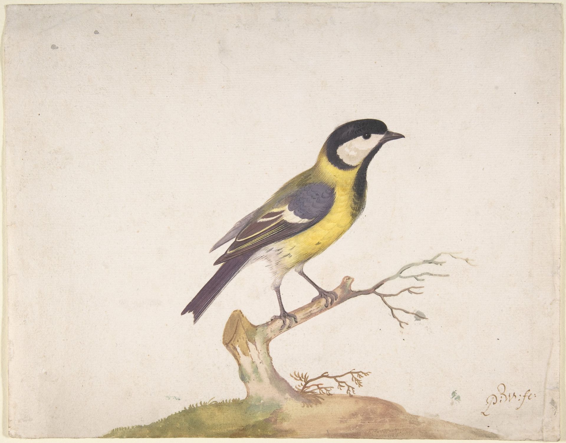 A Great Titmouse (Parus major) Perched on a Branch by Pieter Withoos