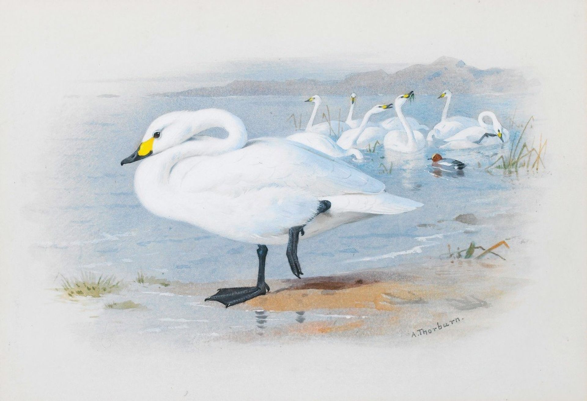 Bewick’s Swan by Archibald Thorburn