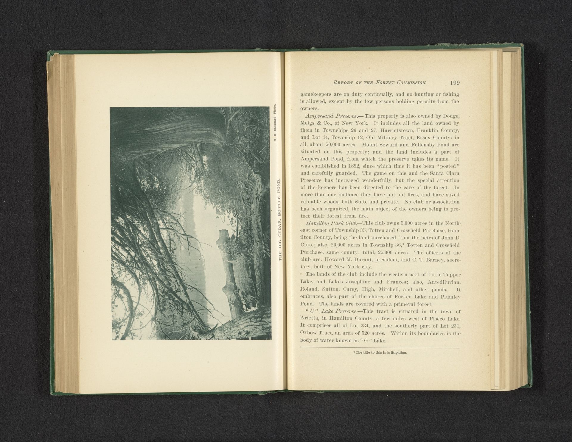 The big cedar, Bottle Pond by Seneca Ray Stoddard