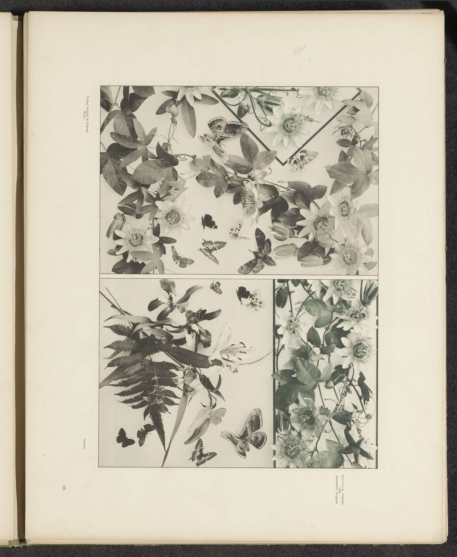 Vlakken met passiebloemen, vlinders en orchideeën by Anonymous