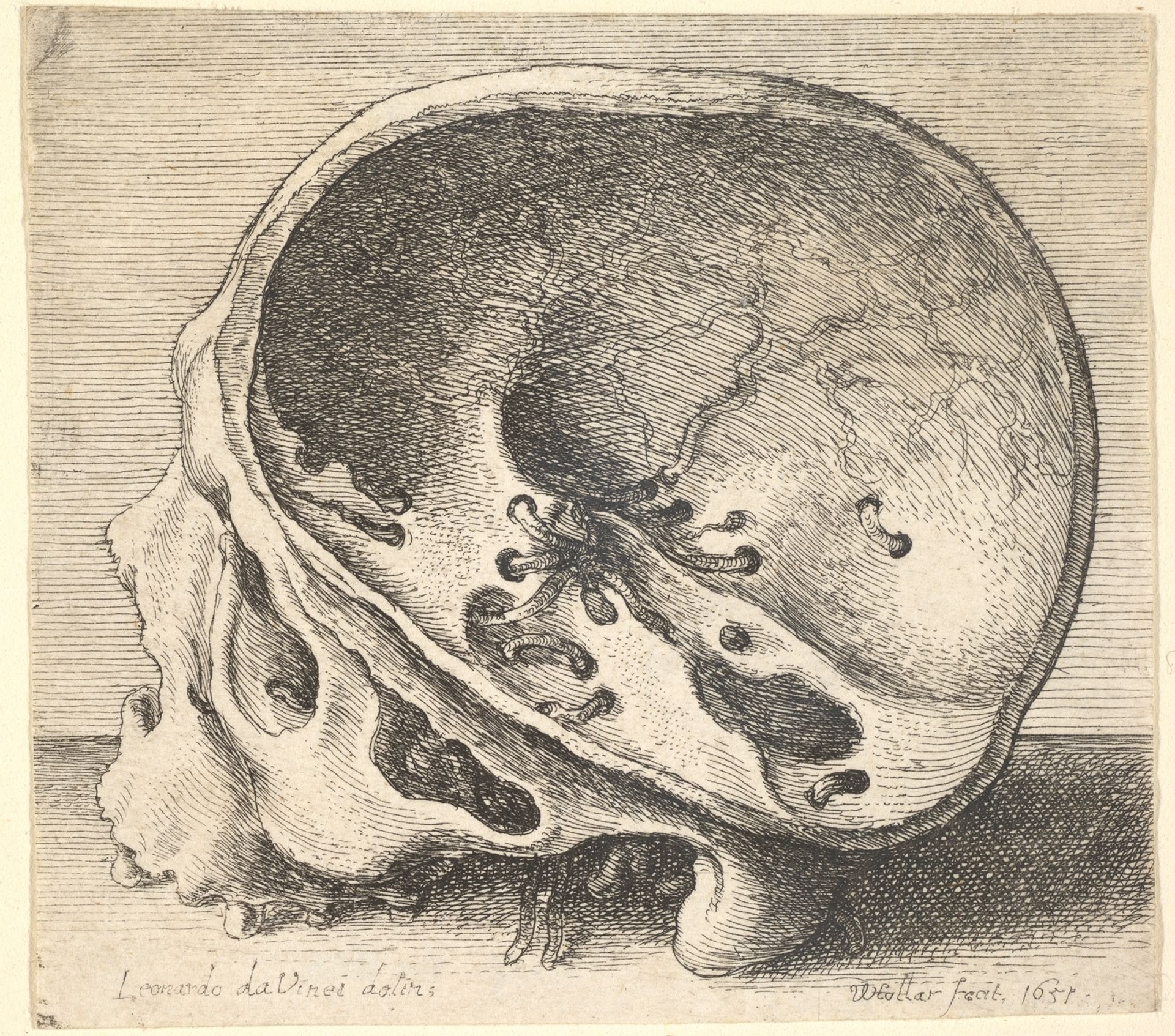 Sectioned skull in profile to left with the left side of the cranium removed by Wenceslaus Hollar