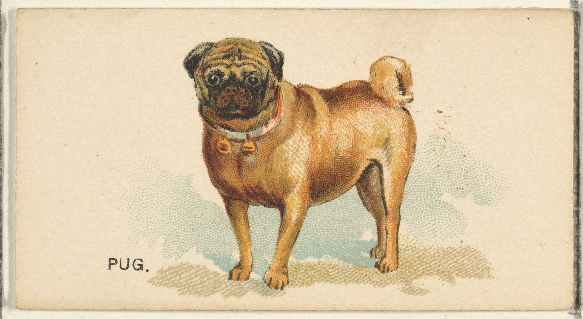 Pug, from the Dogs of the World series for Old Judge Cigarettes by Goodwin & Company