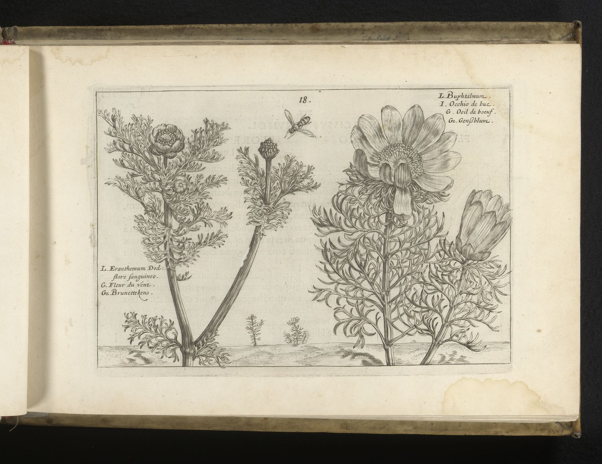 Eranthemum en koeienoog by Crispijn van de (II) Passe