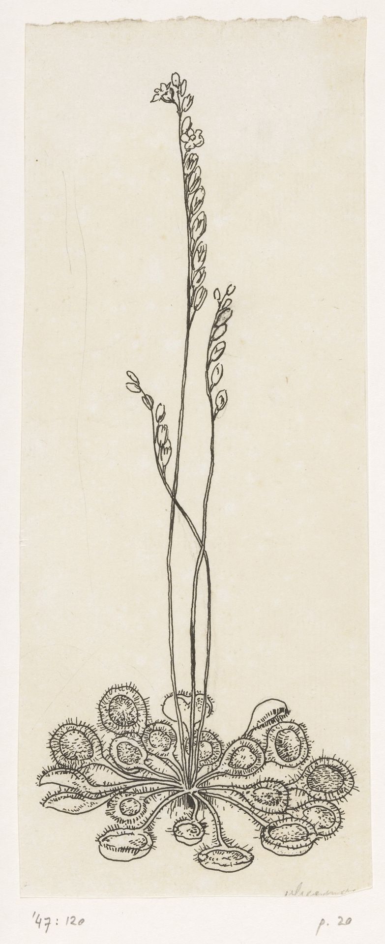 Vliegenvangertje by Willem Wenckebach