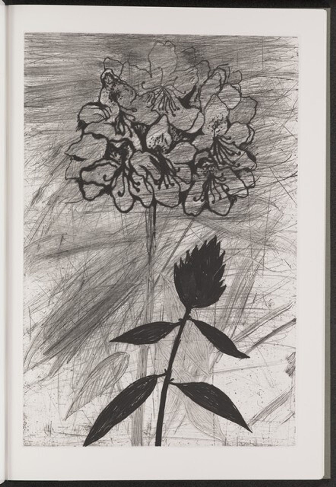 Pontic Rhododendron by Jim Dine