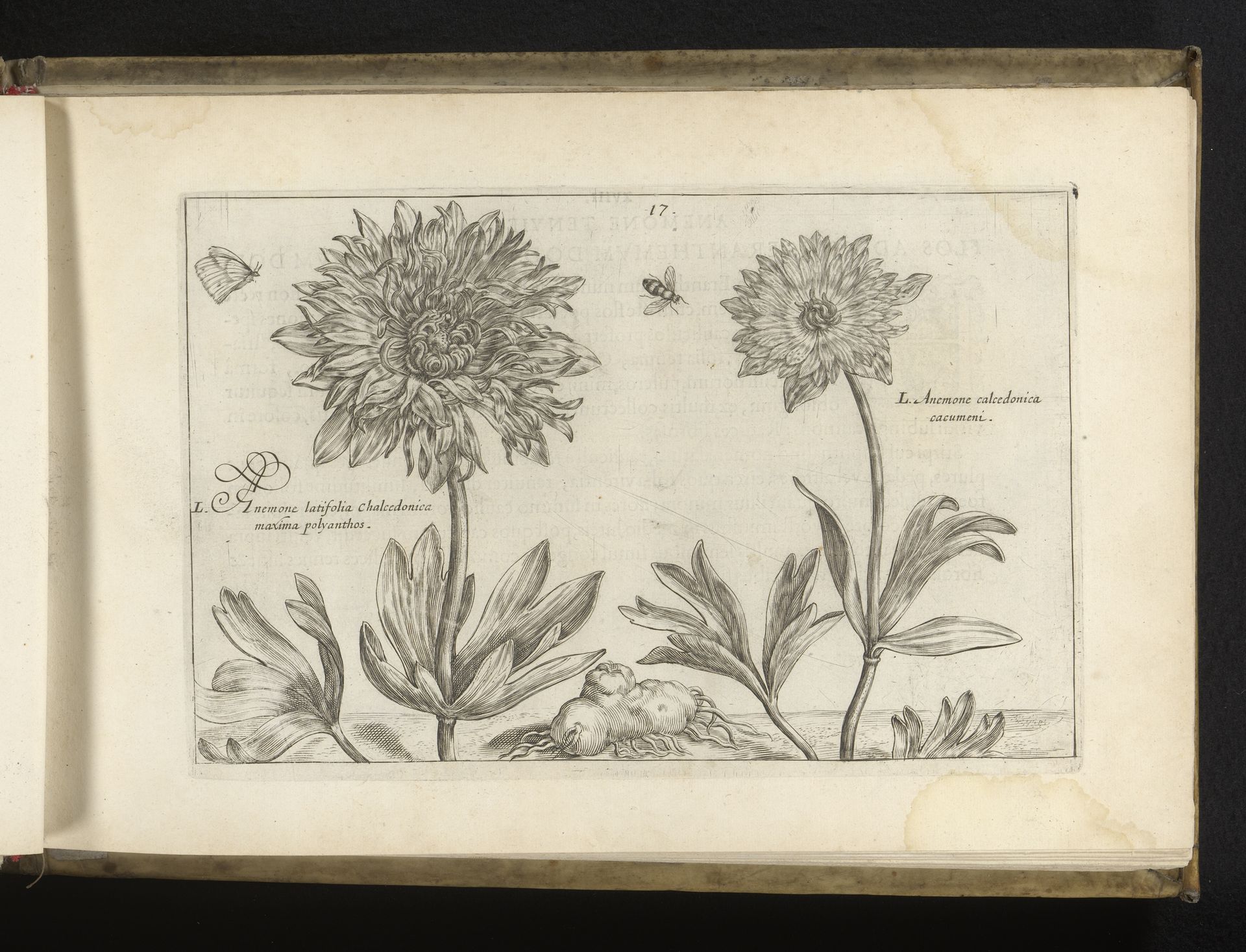 Twee cultivars uit het genus anemone by Crispijn van de (II) Passe