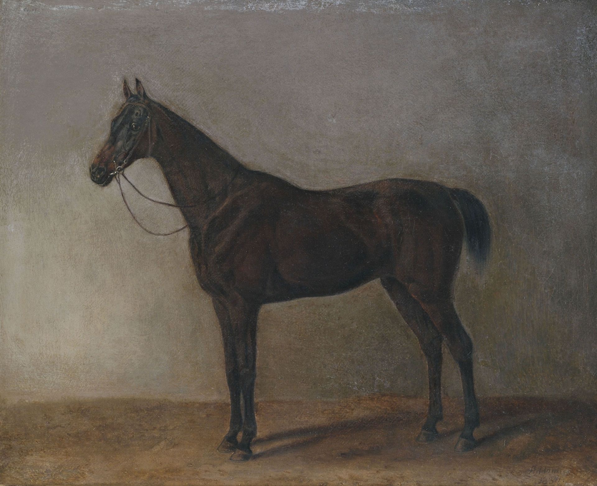 Brauner Wallach by Albrecht Adam