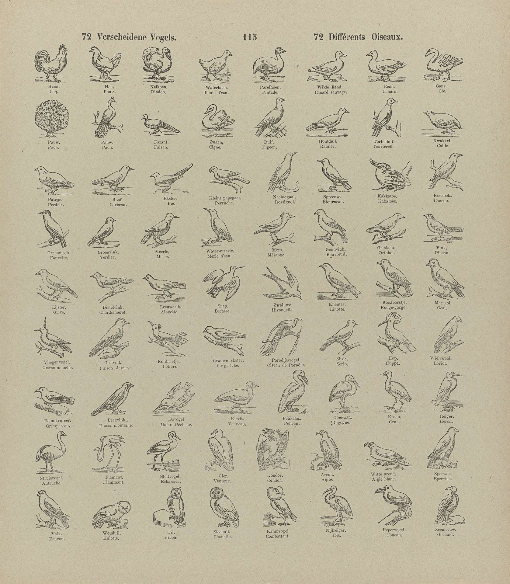 72 Verscheidene vogels / 72 Différents oiseaux by Brepols & Dierckx zoon