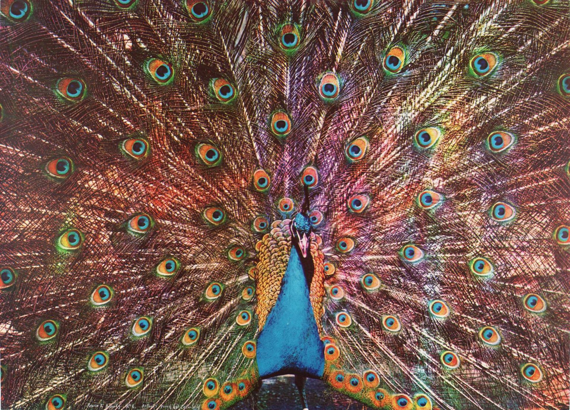 Power and Beauty No. 6 by  Colin Self