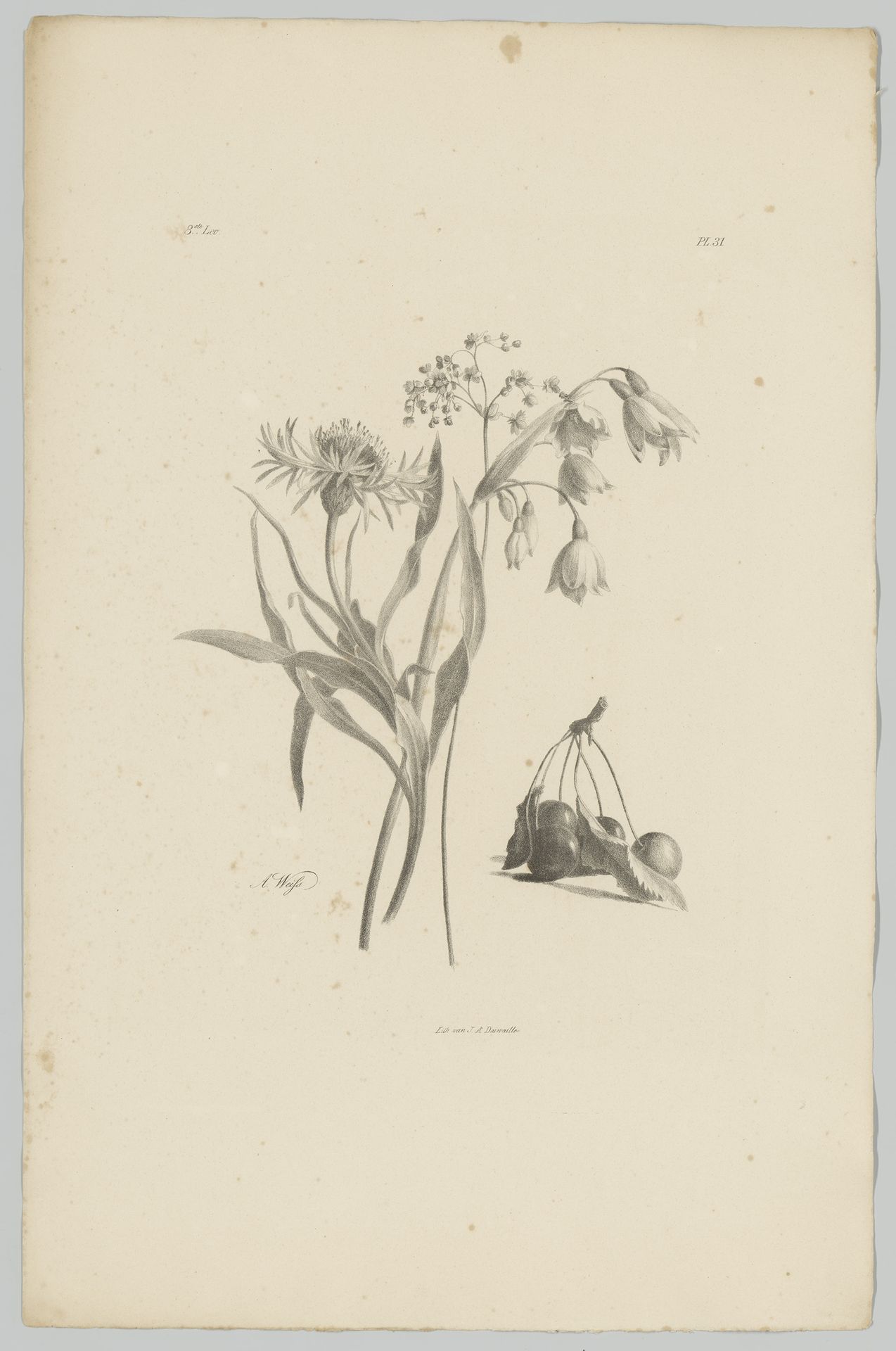 Bloemen en kersen by Anton Weiss