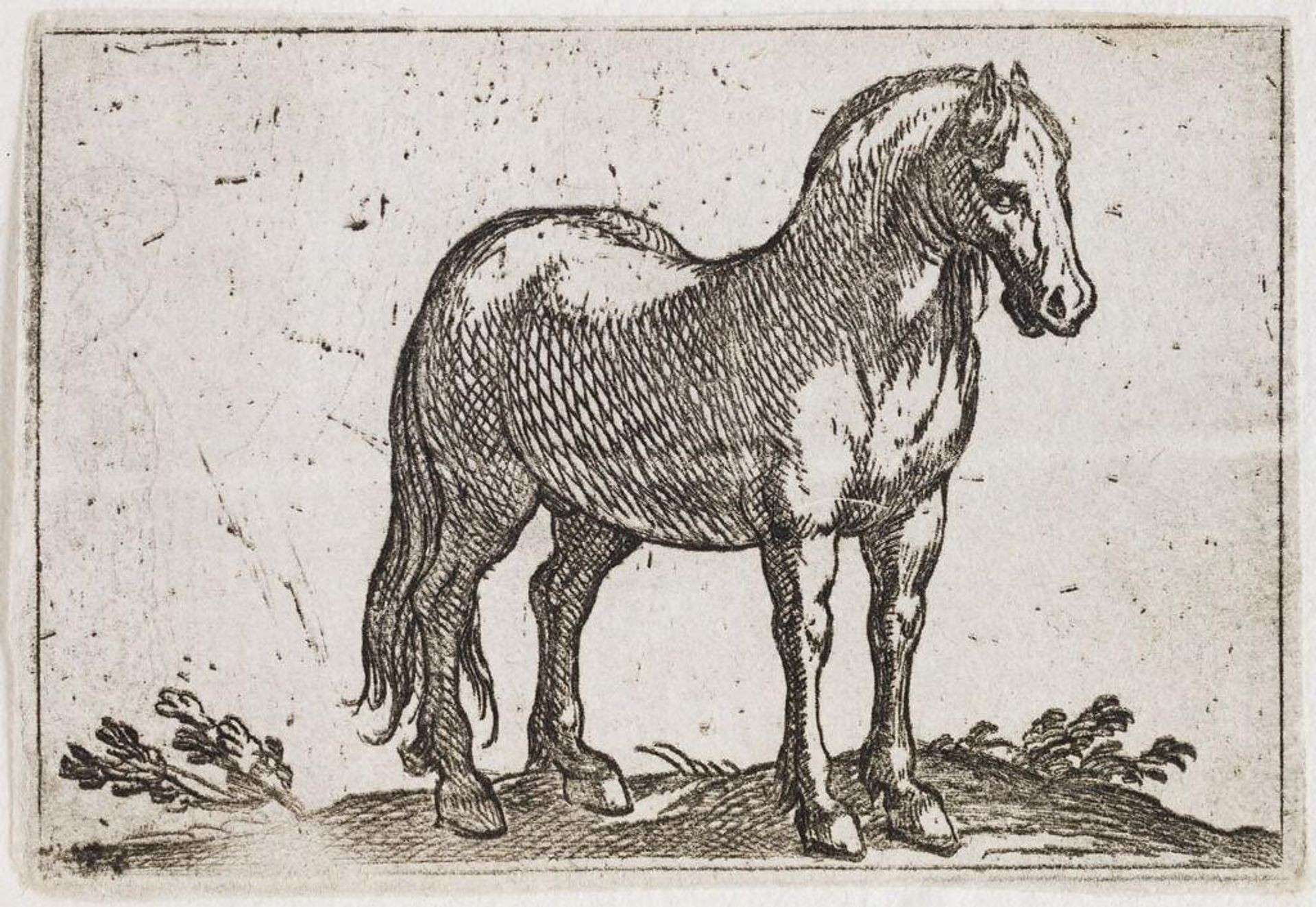 Standing Horse Viewed at a Three Quarter Angle by Antonio Tempesta