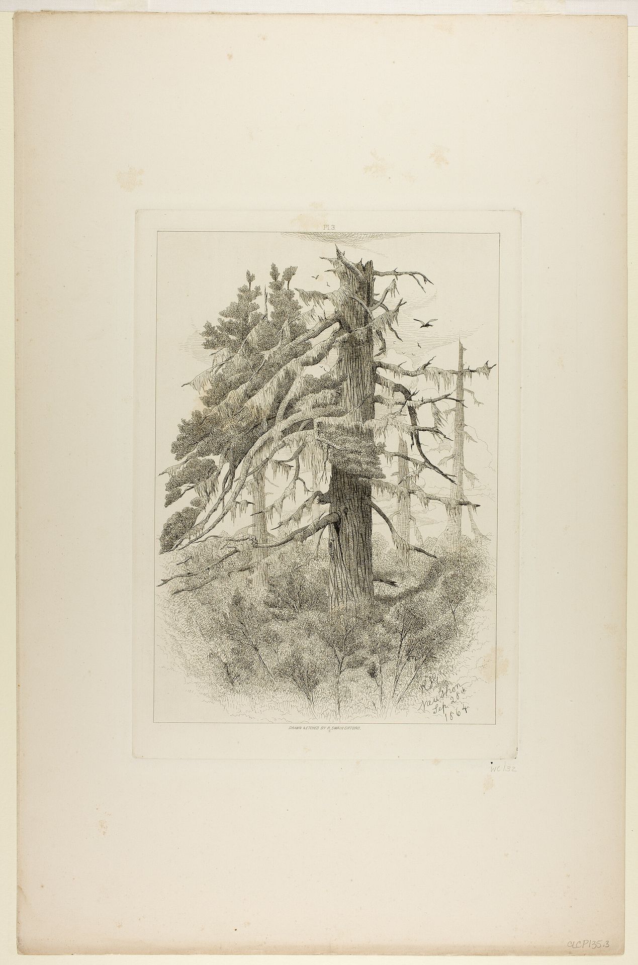 Old Trees at Naushon Island by Robert Swain Gifford