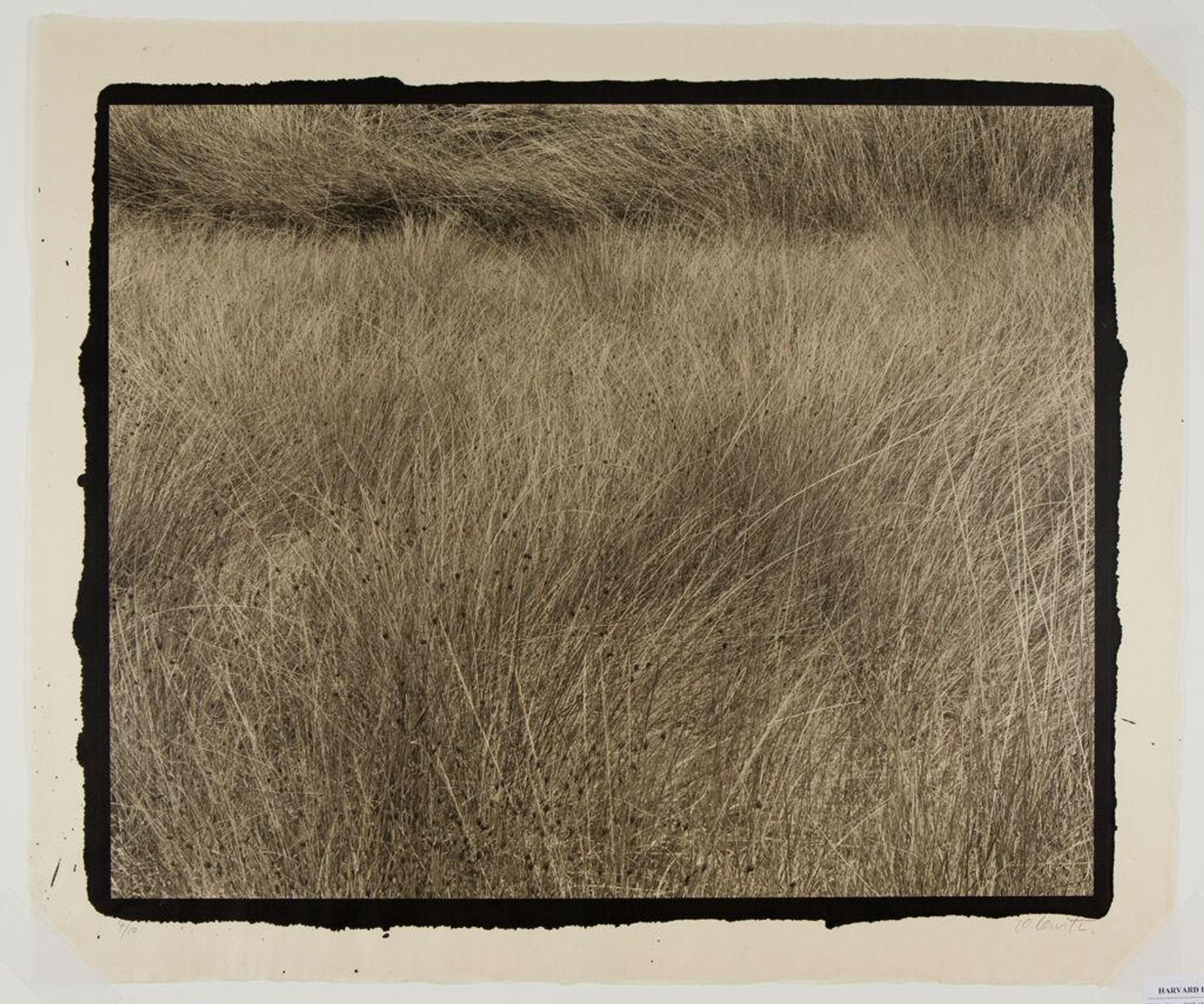 Summer Grass by Koichiro Kurita