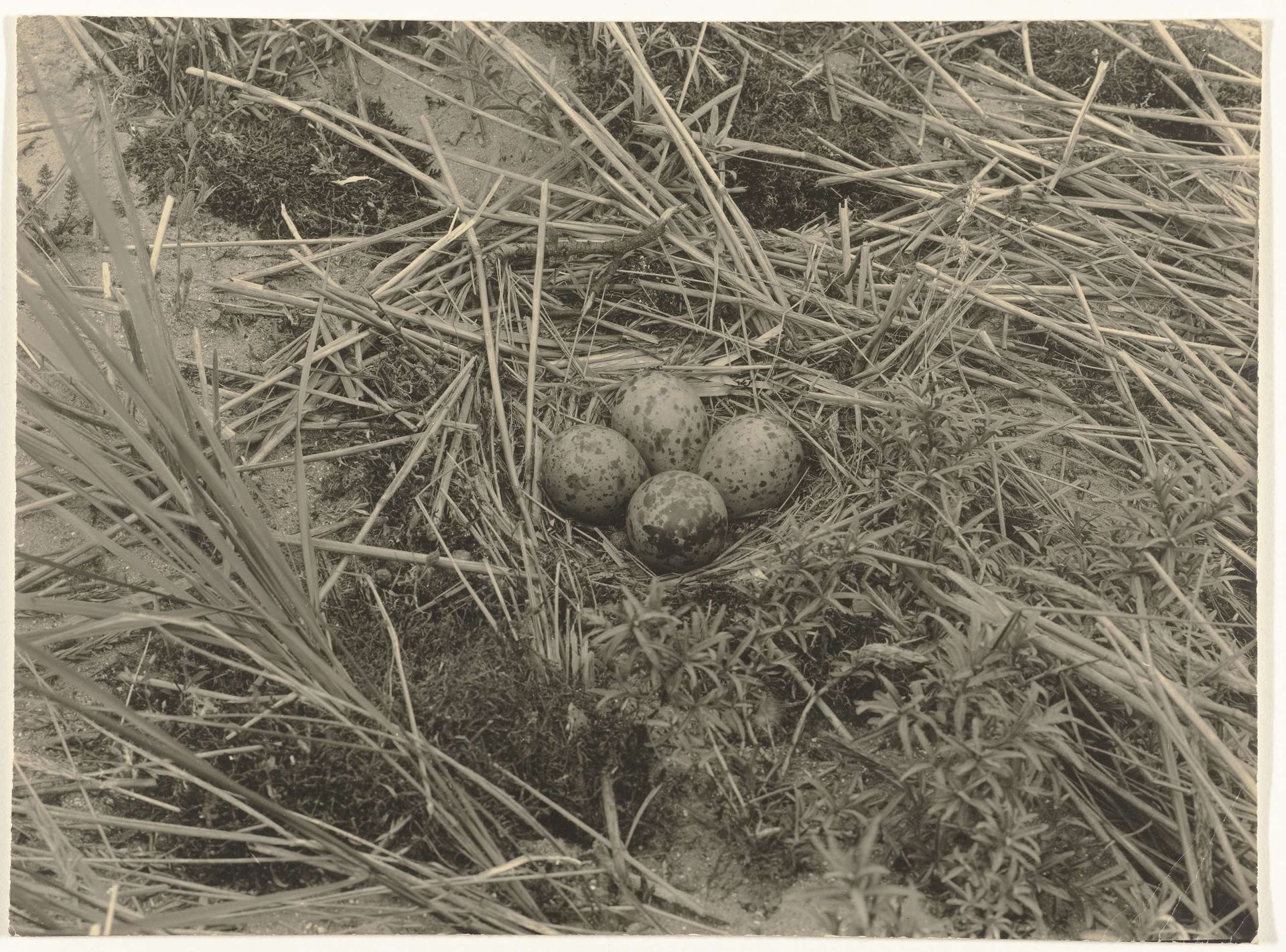Nest met eieren van een wulp by Richard Tepe