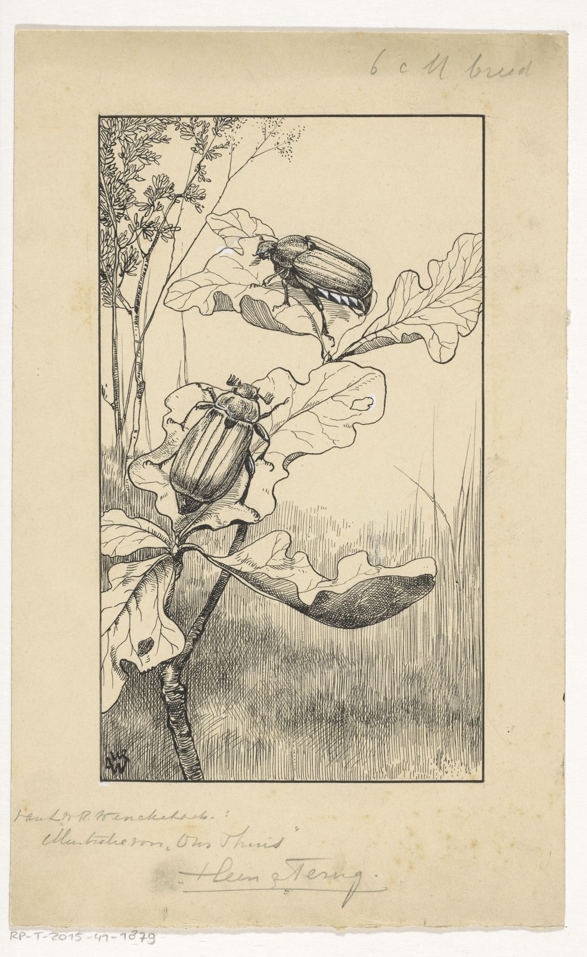 Twee kevers in een eikenboom by Willem Wenckebach