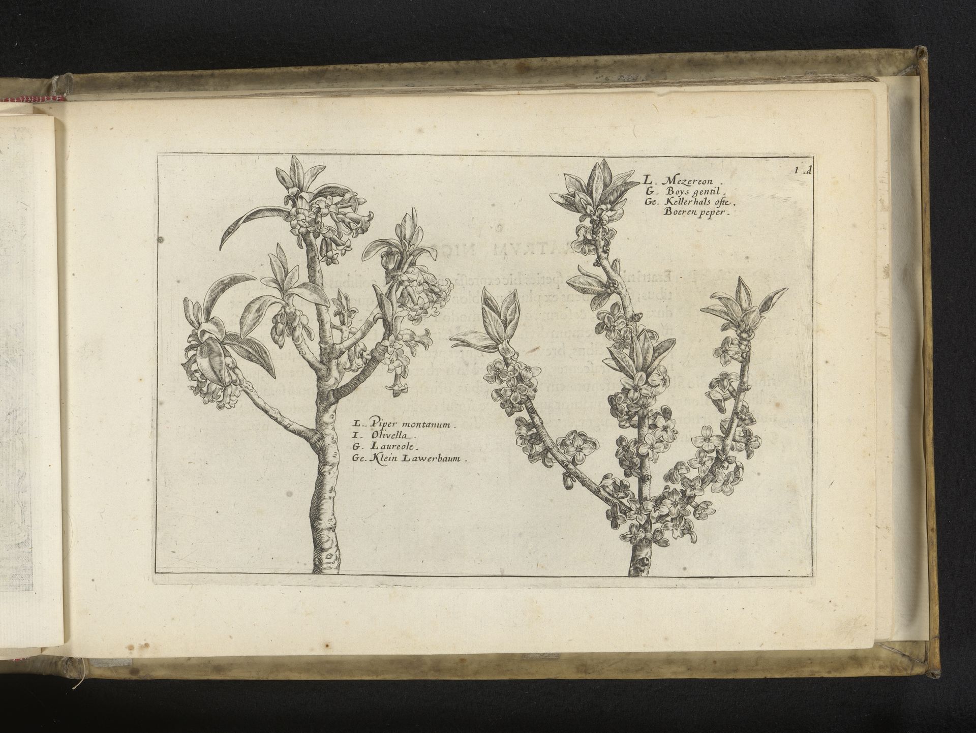 Piper montanum en rood peperboompje (Daphne mezereum) by Crispijn van de (II) Passe