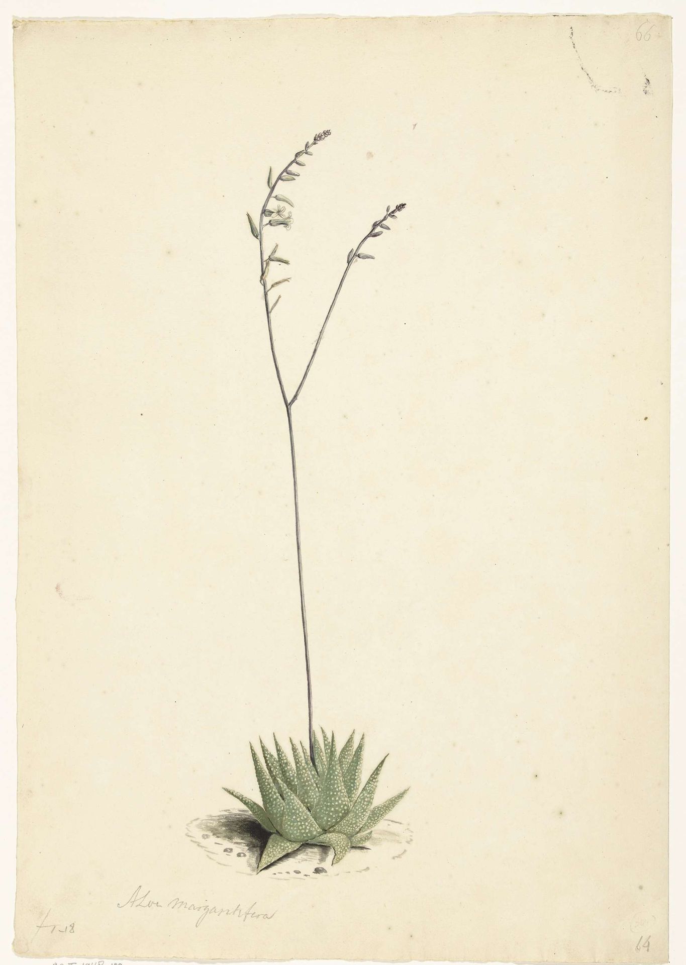 Bloeiende Aloë by Laurens Vincentsz. van der Vinne