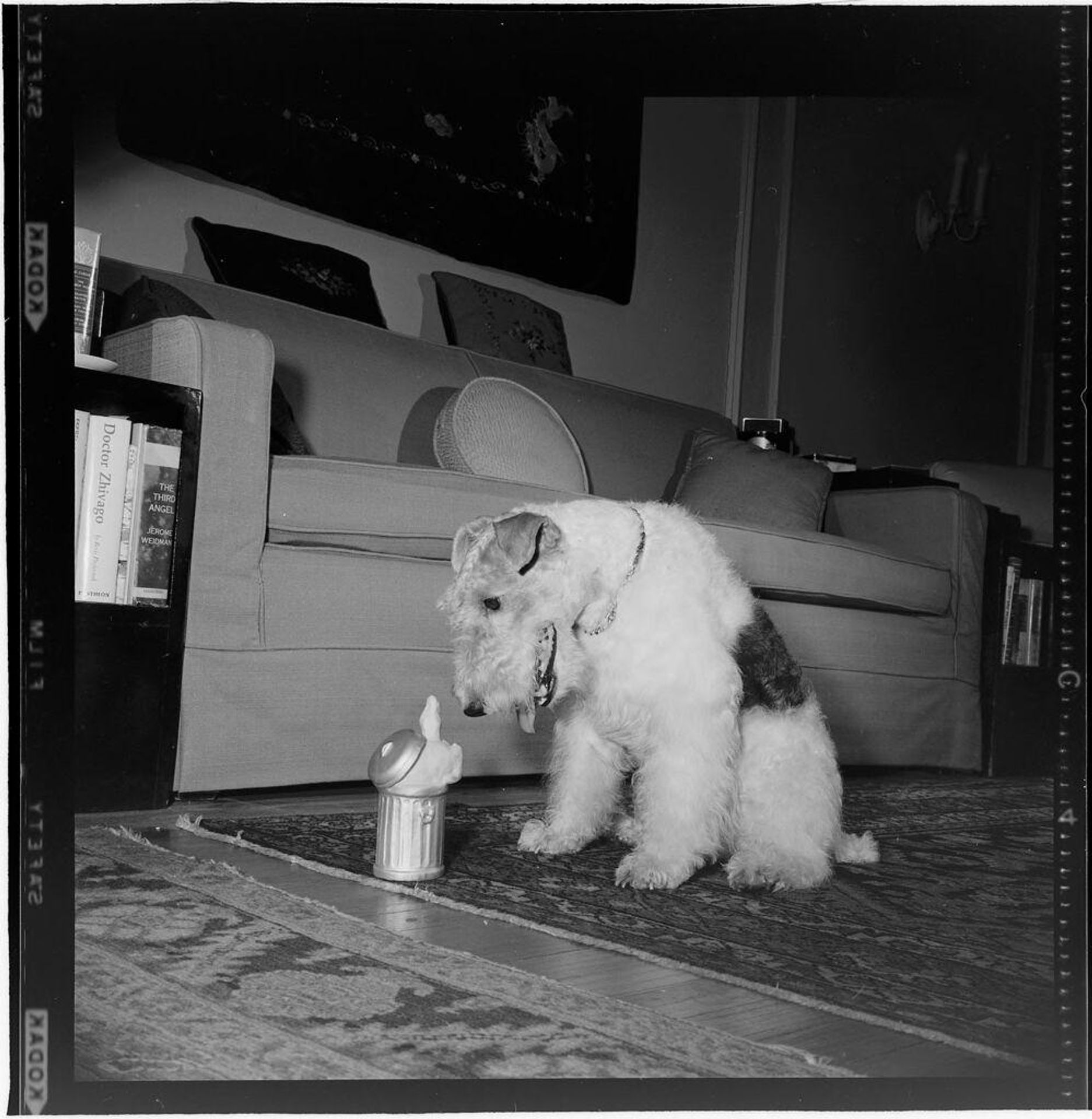 Untitled (dog looking at miniature trashcan) by Jack Gould