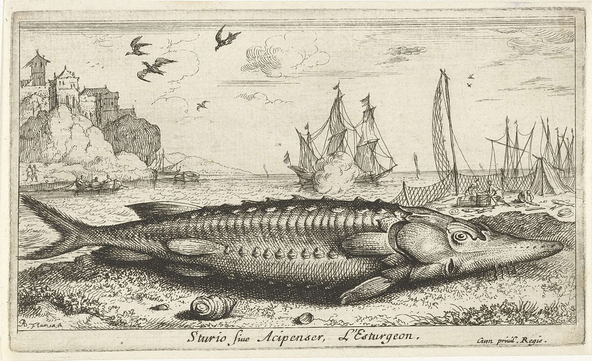 Steur op het strand by Albert Flamen