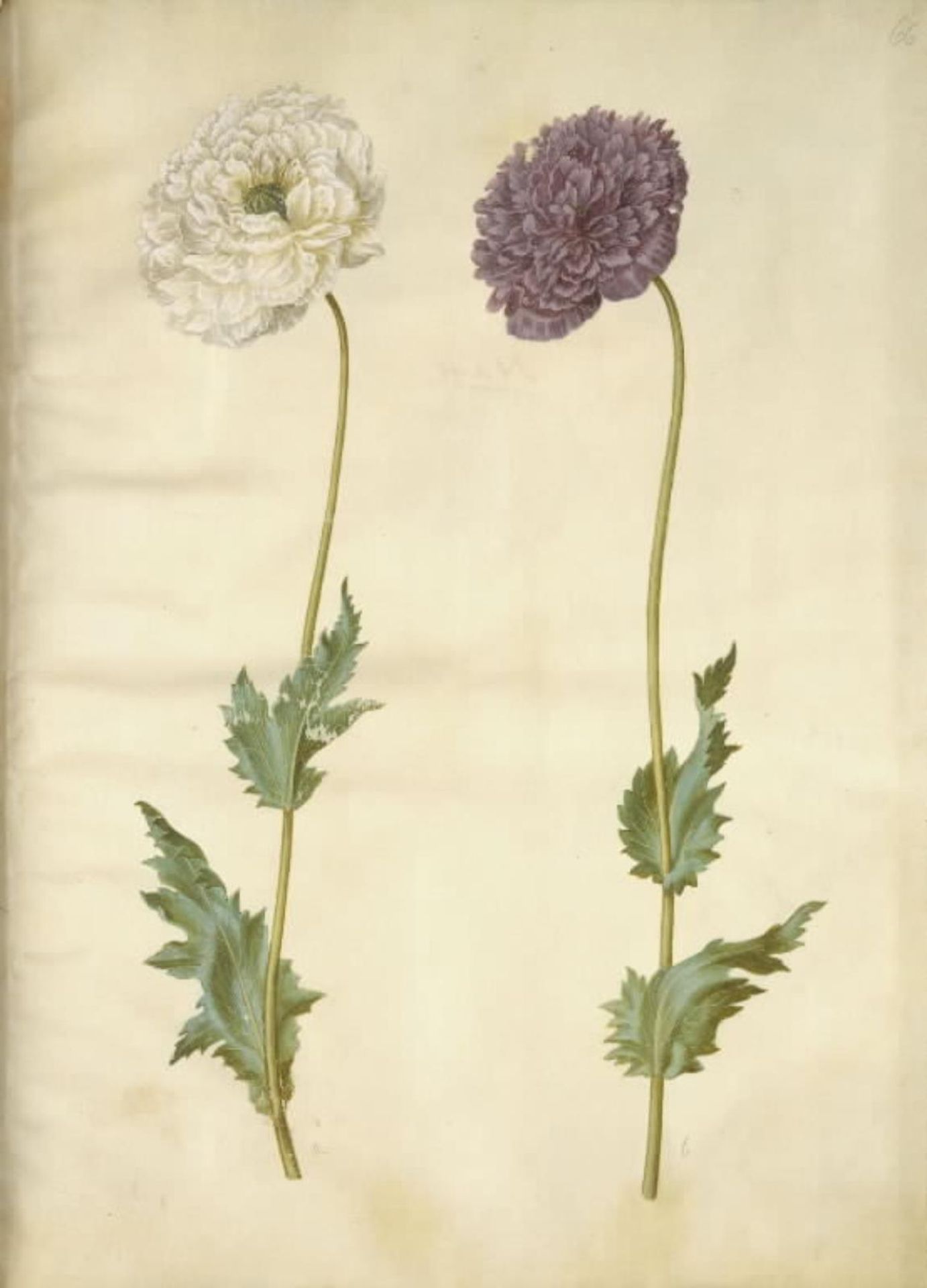 Papaver somniferum (opium-valmue) by Hans Simon Holtzbecker