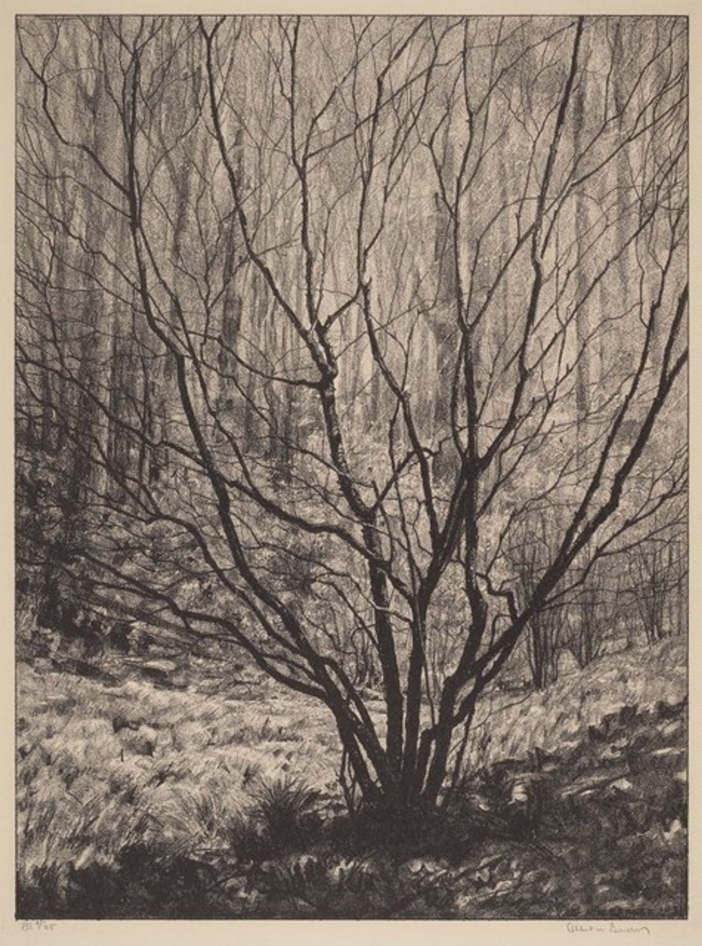 The Spice Bush by Albert W. Barker