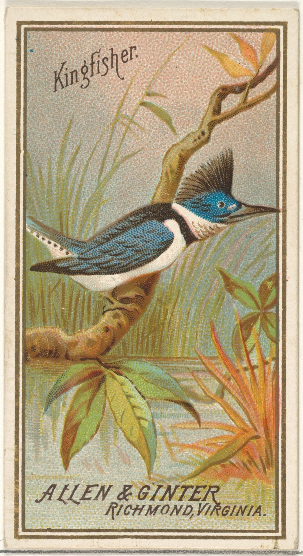 Kingfisher, from the Birds of America series (N4) for Allen & Ginter Cigarettes Brands by Allen & Ginter