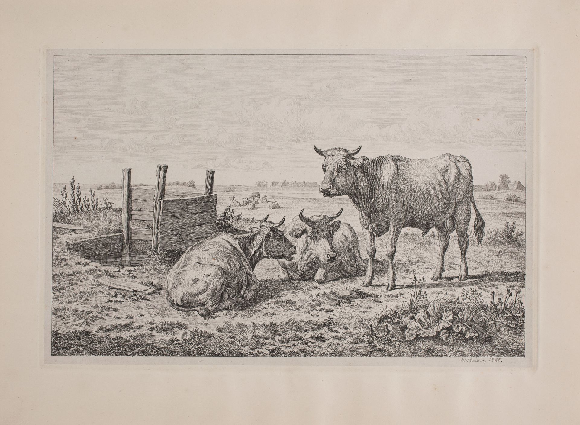 En tyr og to køer by Madsen, A.P.