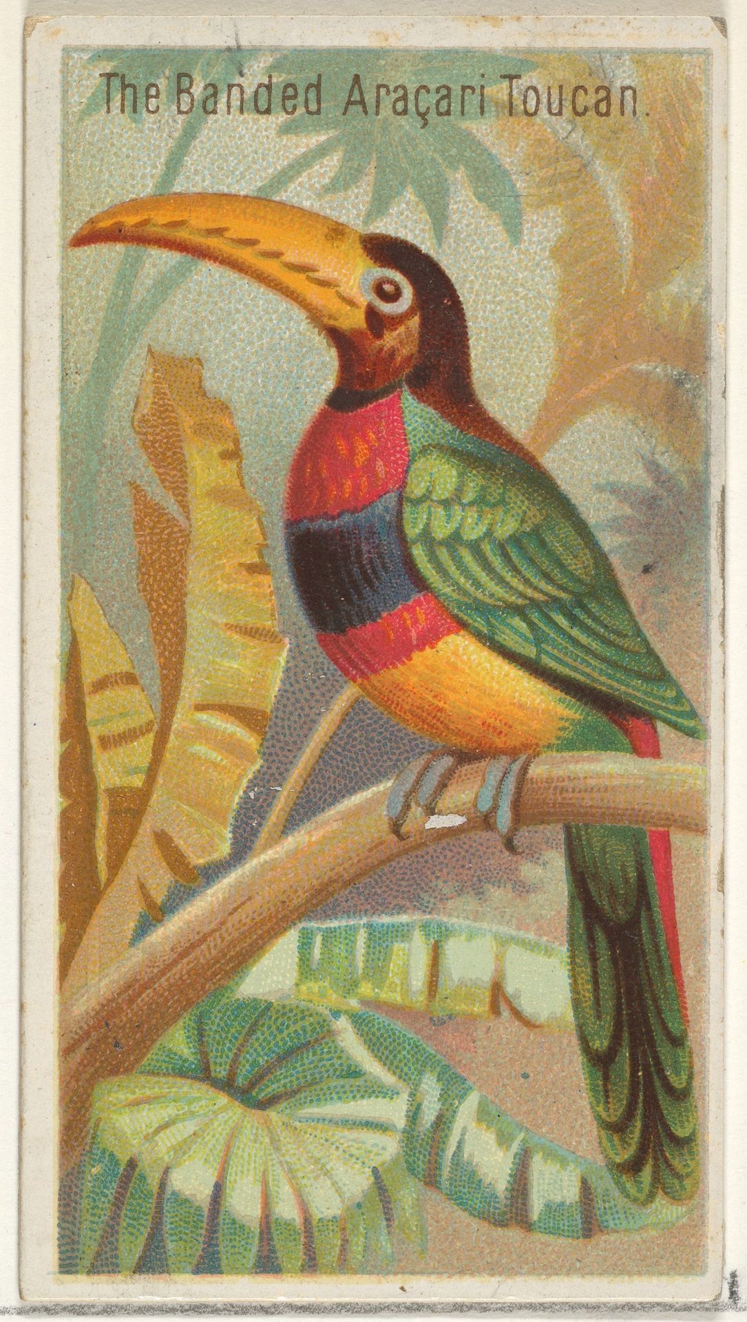 The Banded Aracari Toucan, from the Birds of the Tropics series (N5) for Allen & Ginter Cigarettes Brands by Allen & Ginter