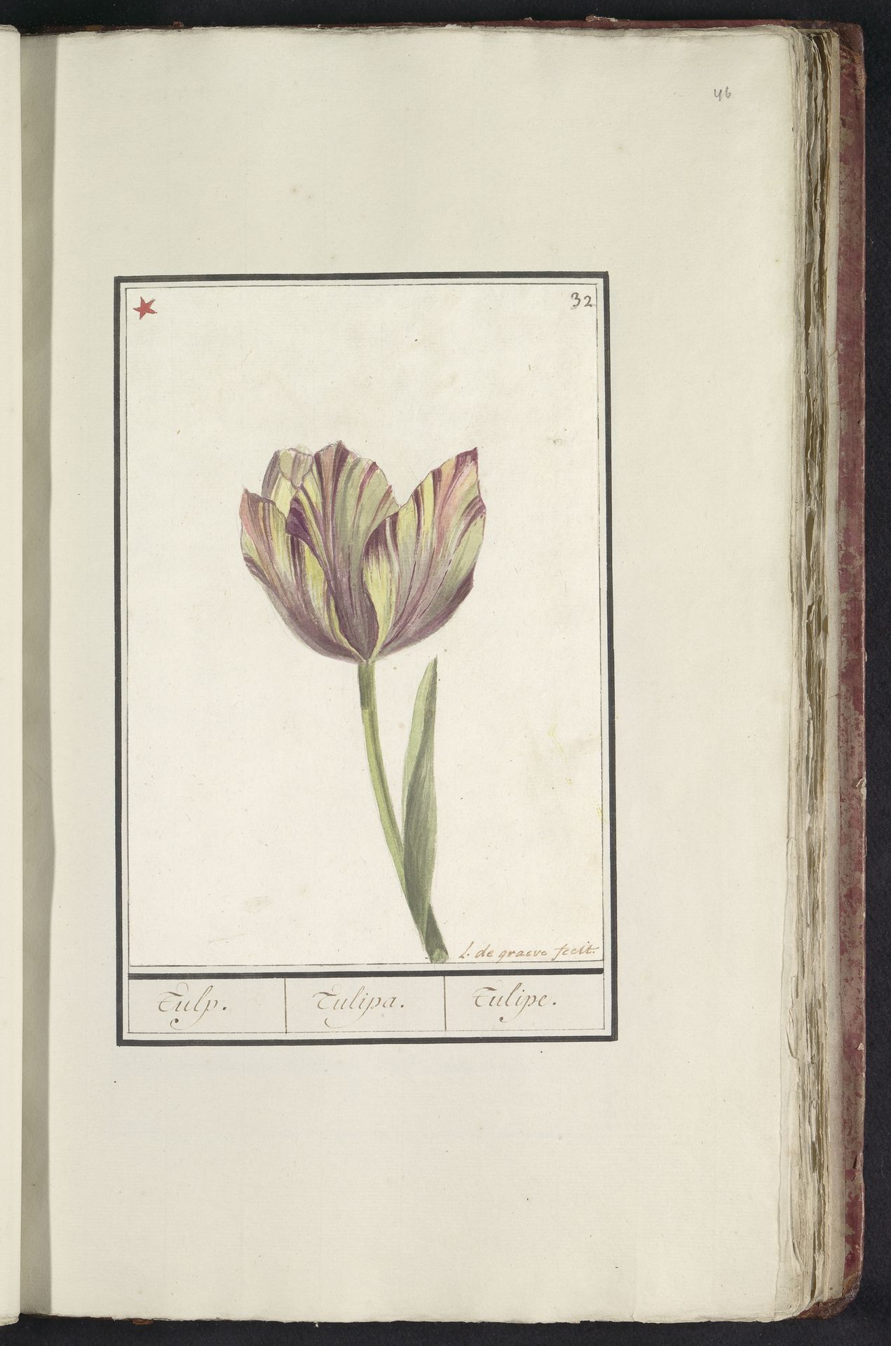 Tulp (Tulipa) by Louis De Graeve