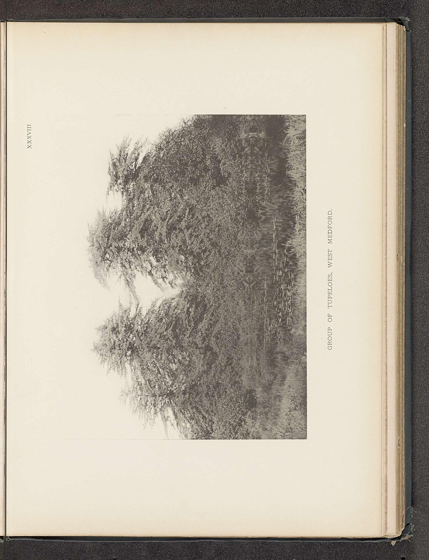 Group of tupeloes, West Medford by Henry Brooks