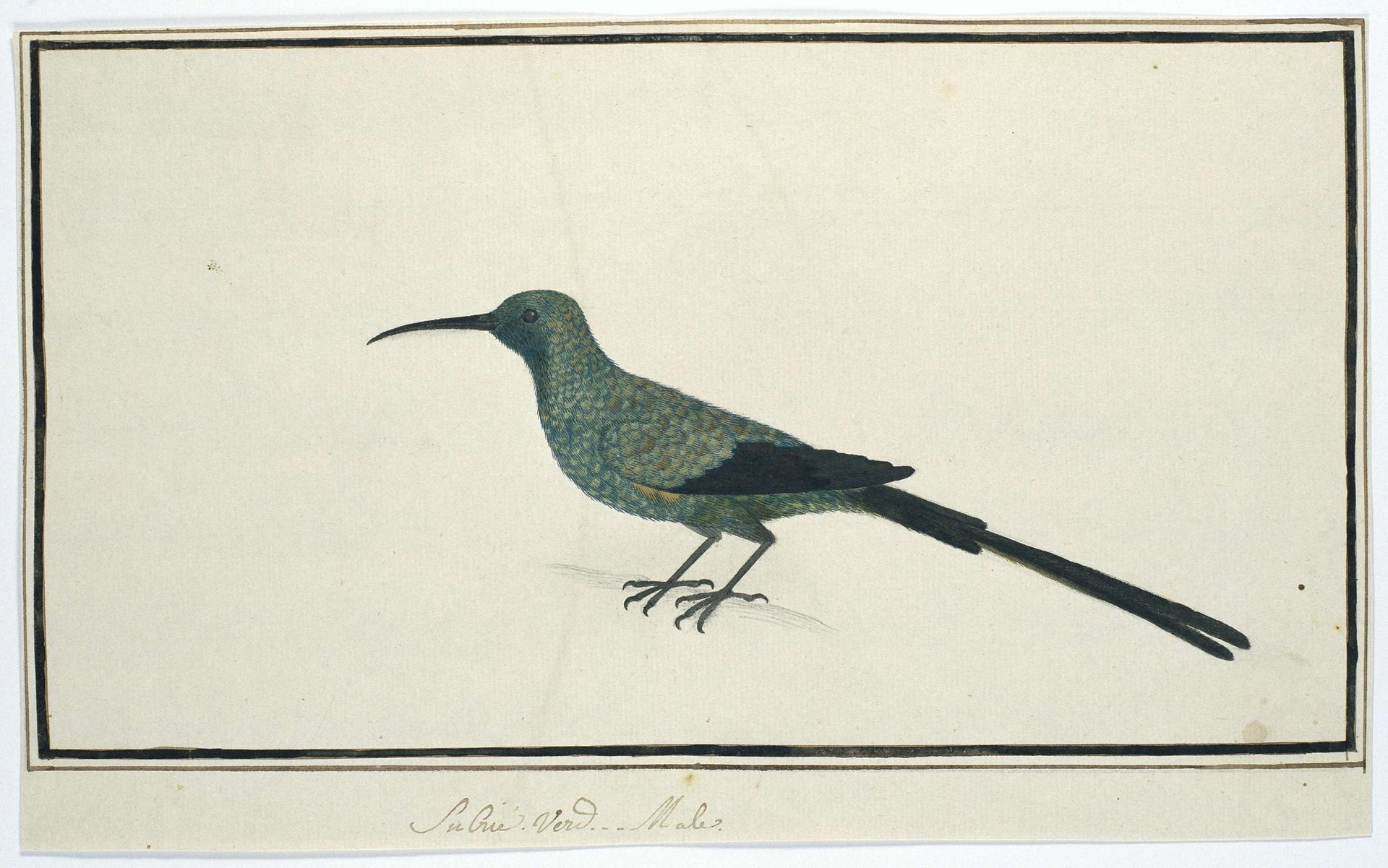 Nectarinia famosa (Malachite sunbird) by Robert Jacob Gordon