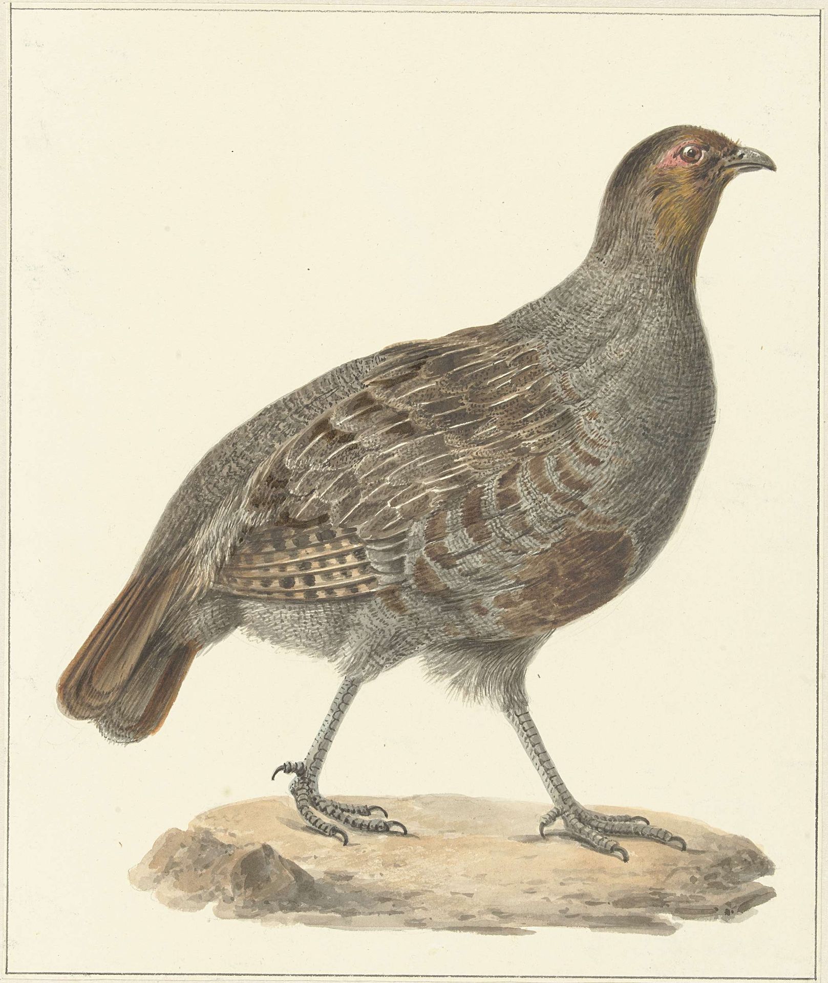 Patrijs by Pieter Pietersz. Barbiers