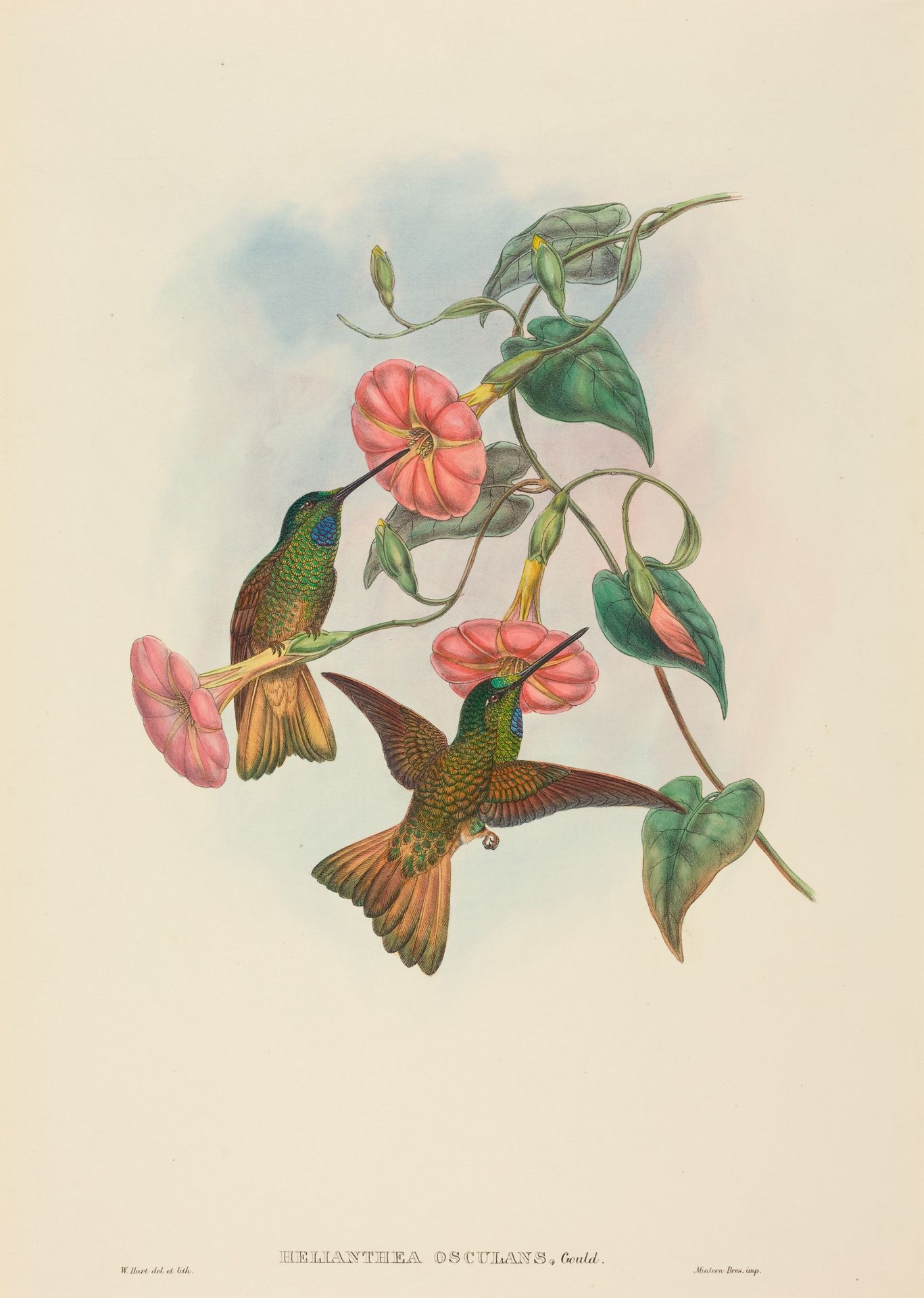 Helianthea osculans (Buff-tailed Star-Frontlet) by W. Hart