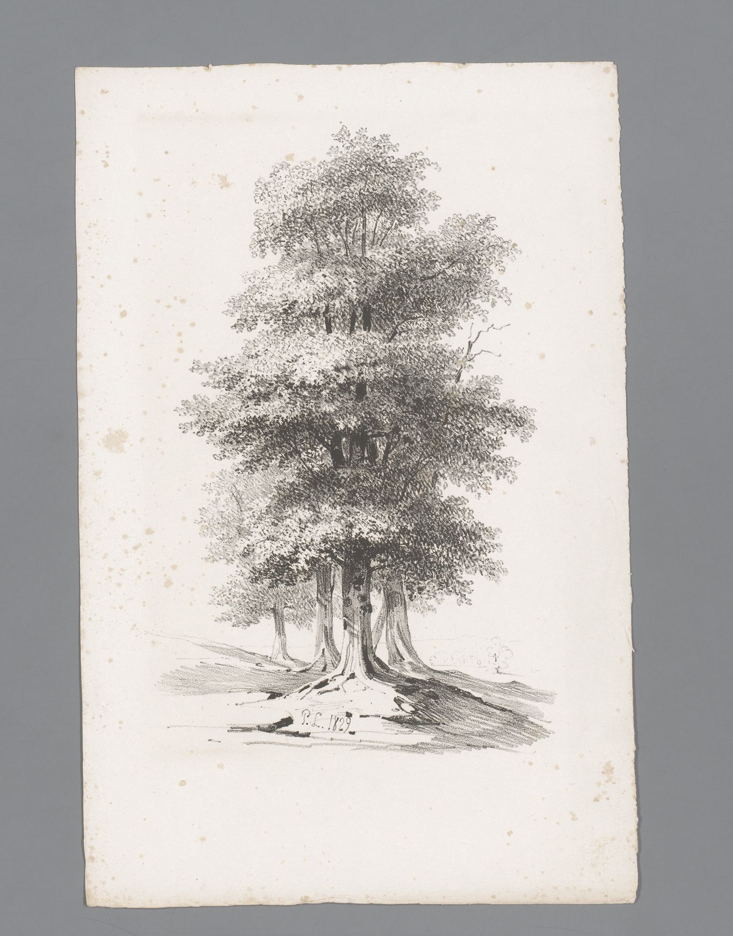 Groep met vijf bomen by Paulus Lauters