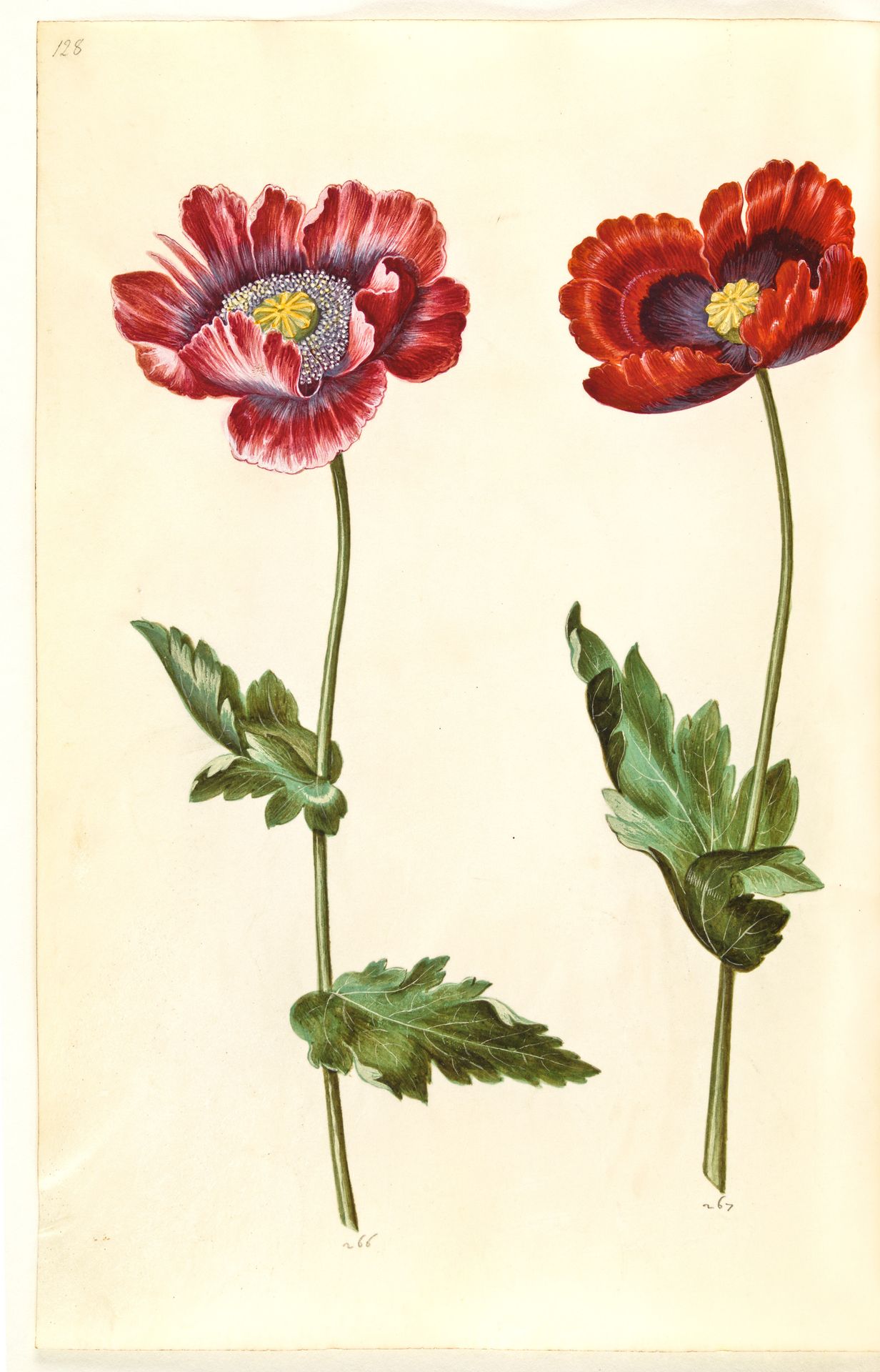 Papaver somniferum (opium-valmue) by Hans Simon Holtzbecker