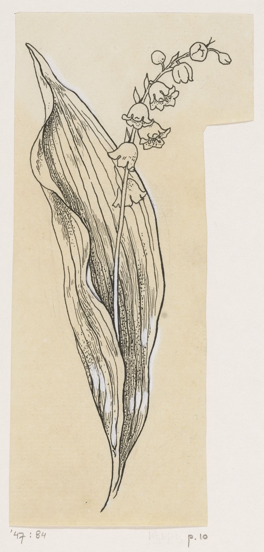 Lelietje der dalen by Willem Wenckebach