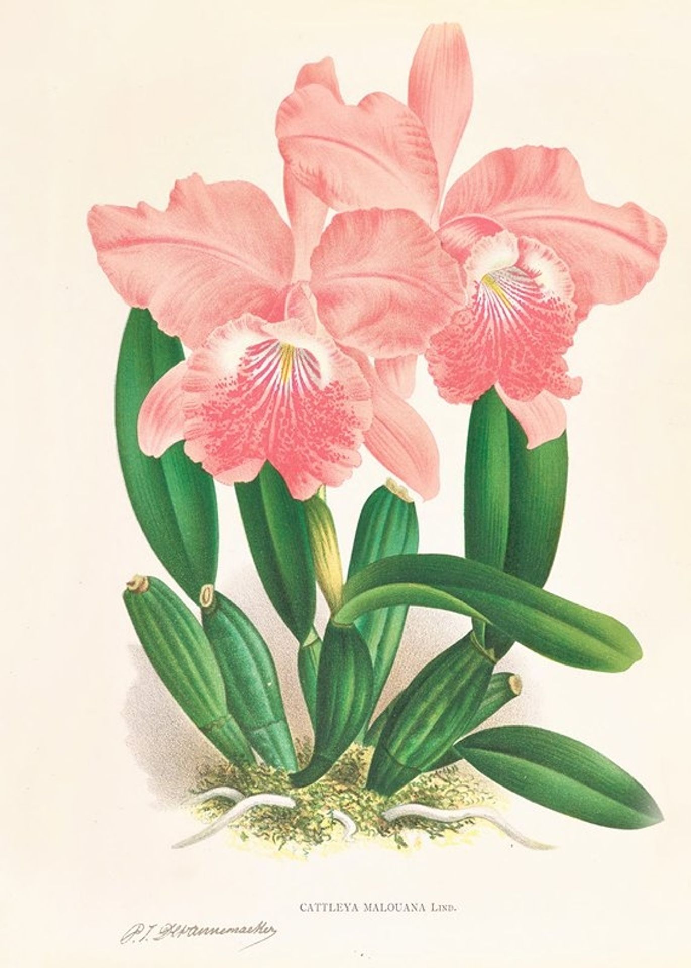 Cattleya Malouana by Jean Jules Linden