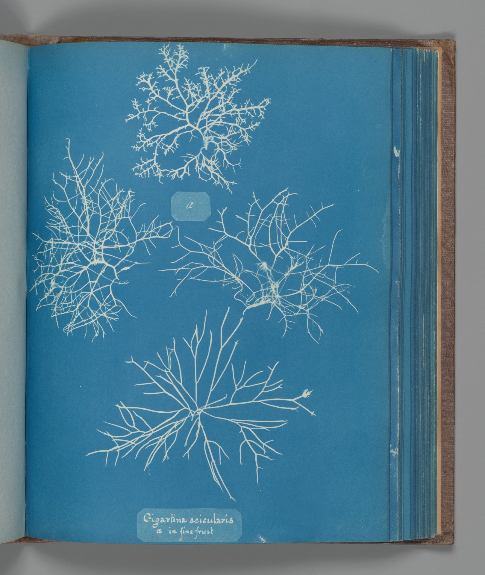 Gigartina acicularis, a in fine fruit by Anna Atkins