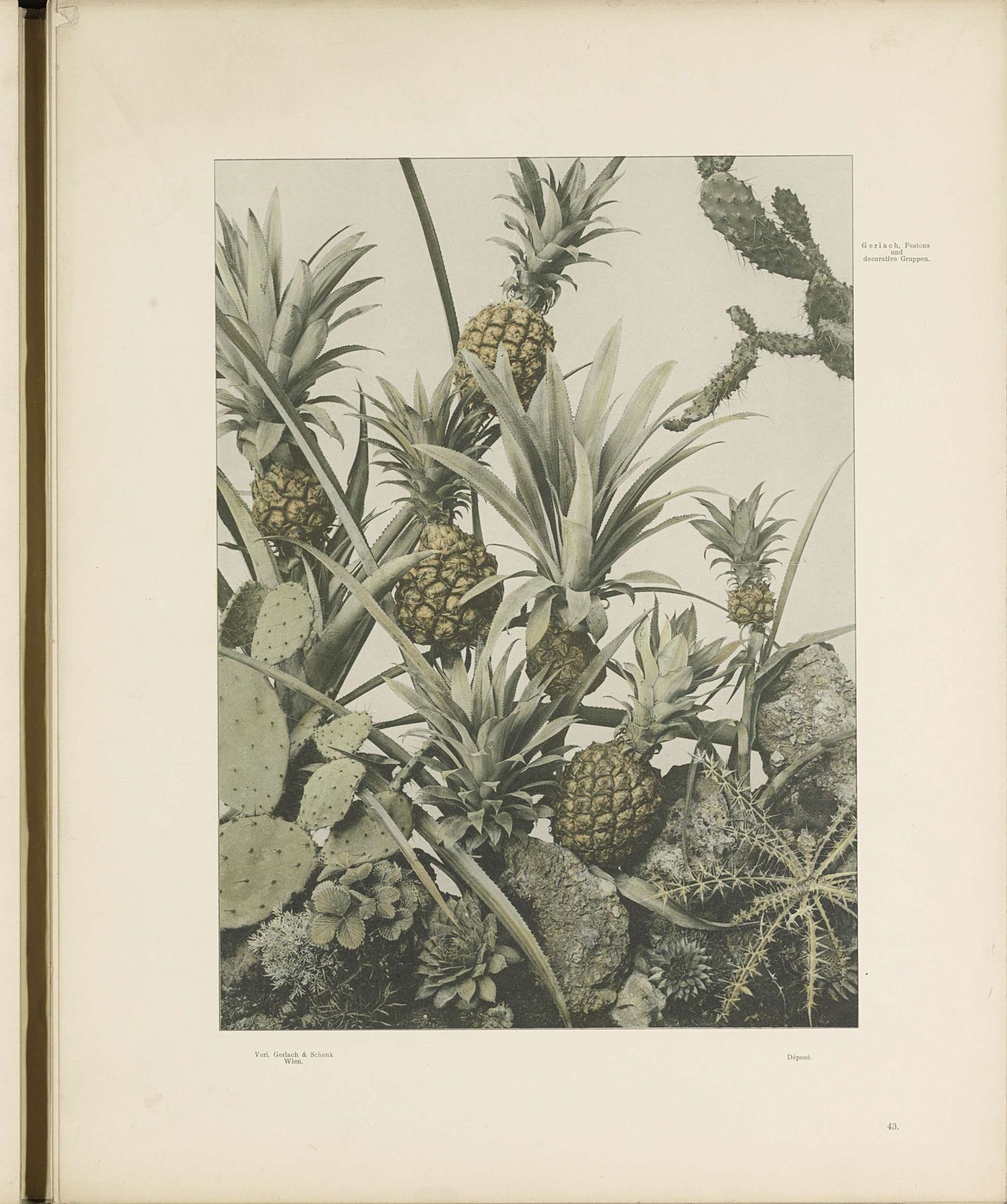 Decoratieve groep met ananassen, cactussen en distels by Anonymous