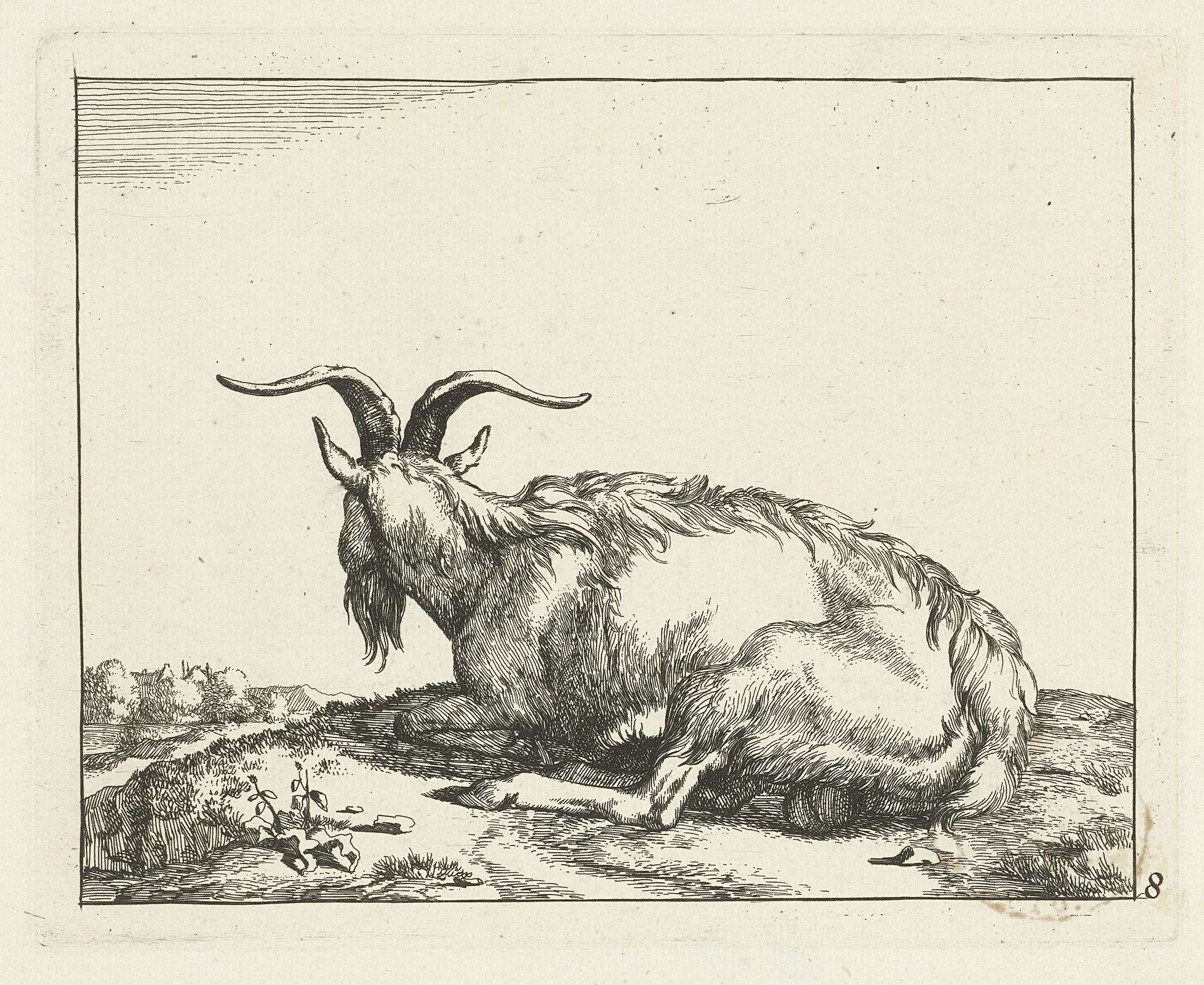 Liggende geit van achter gezien by Marcus de Bye