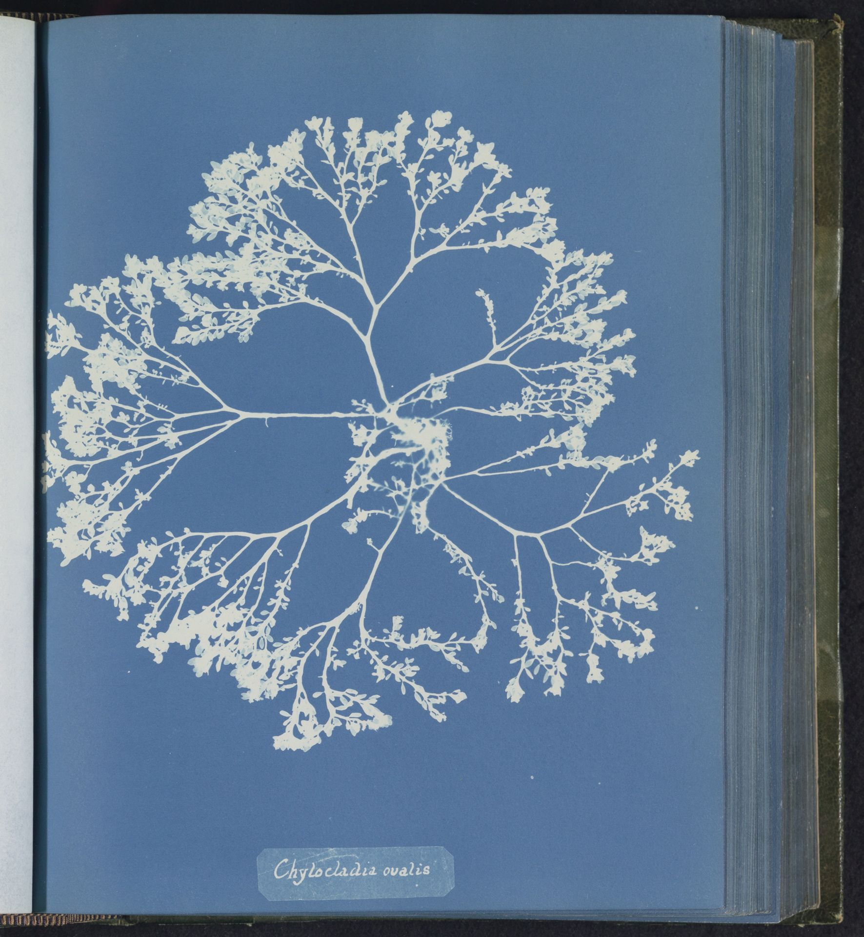 Chylocladia ovalis by Anna Atkins