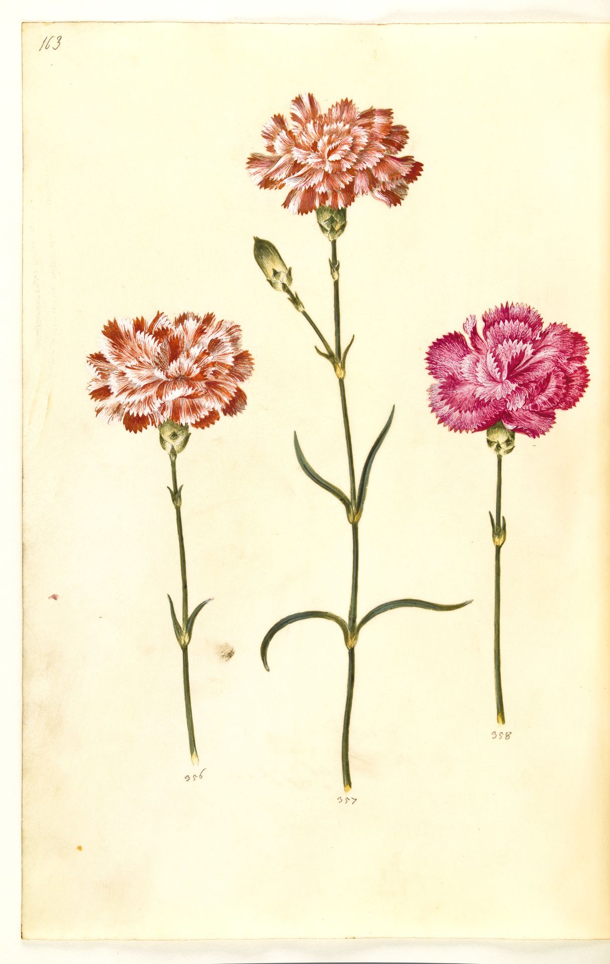 Dianthus caryophyllus (have-nellike) by Hans Simon Holtzbecker